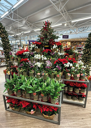  a vibrant, tiered holiday plant display within a large retail or garden center