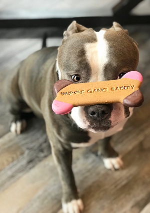 a blue and white dog holding a custom-decorated bone-shaped cookie from Woof Gang Bakery & Grooming in its mouth
